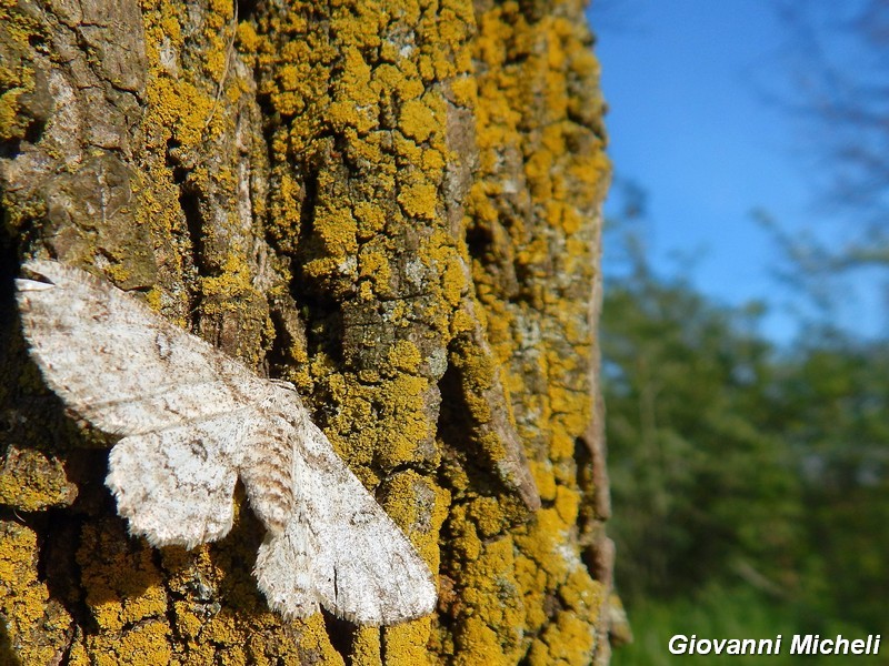 E questa bella Noctuidae chi  ? - Geometridae A. selenaria